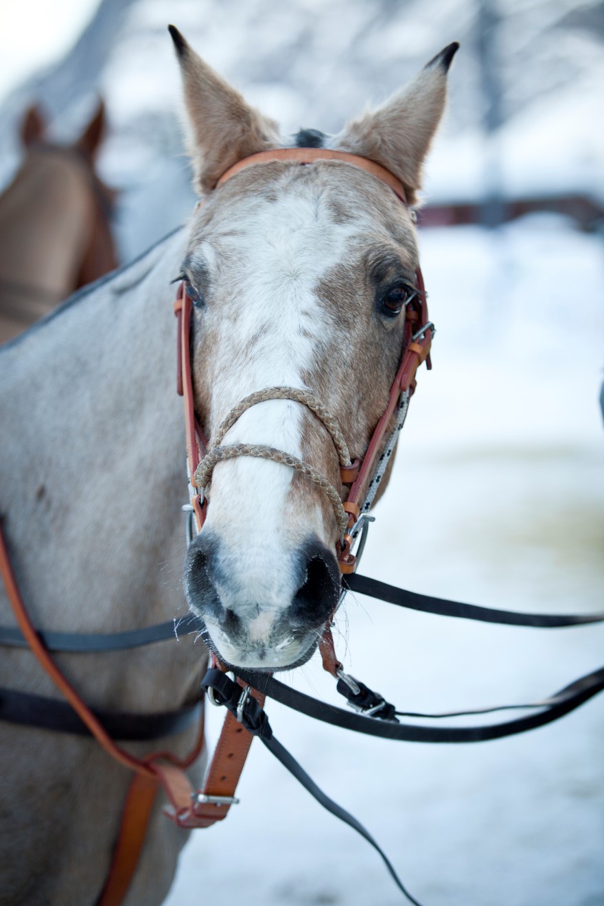 andyparantpolophotopolomagazinepolotourpolofrancepolomastersfrenchpolotournament 8